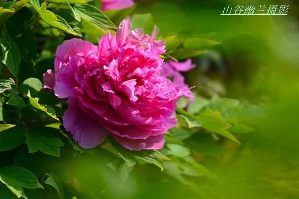 冠压群芳。。，.jpg
