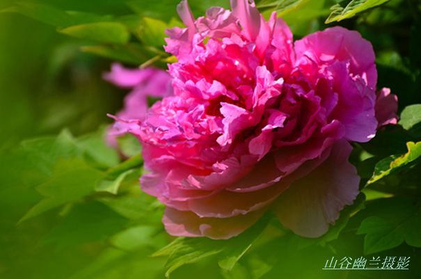 冠压群芳.jpg