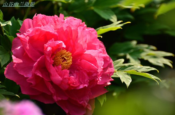 冠压群芳。.jpg