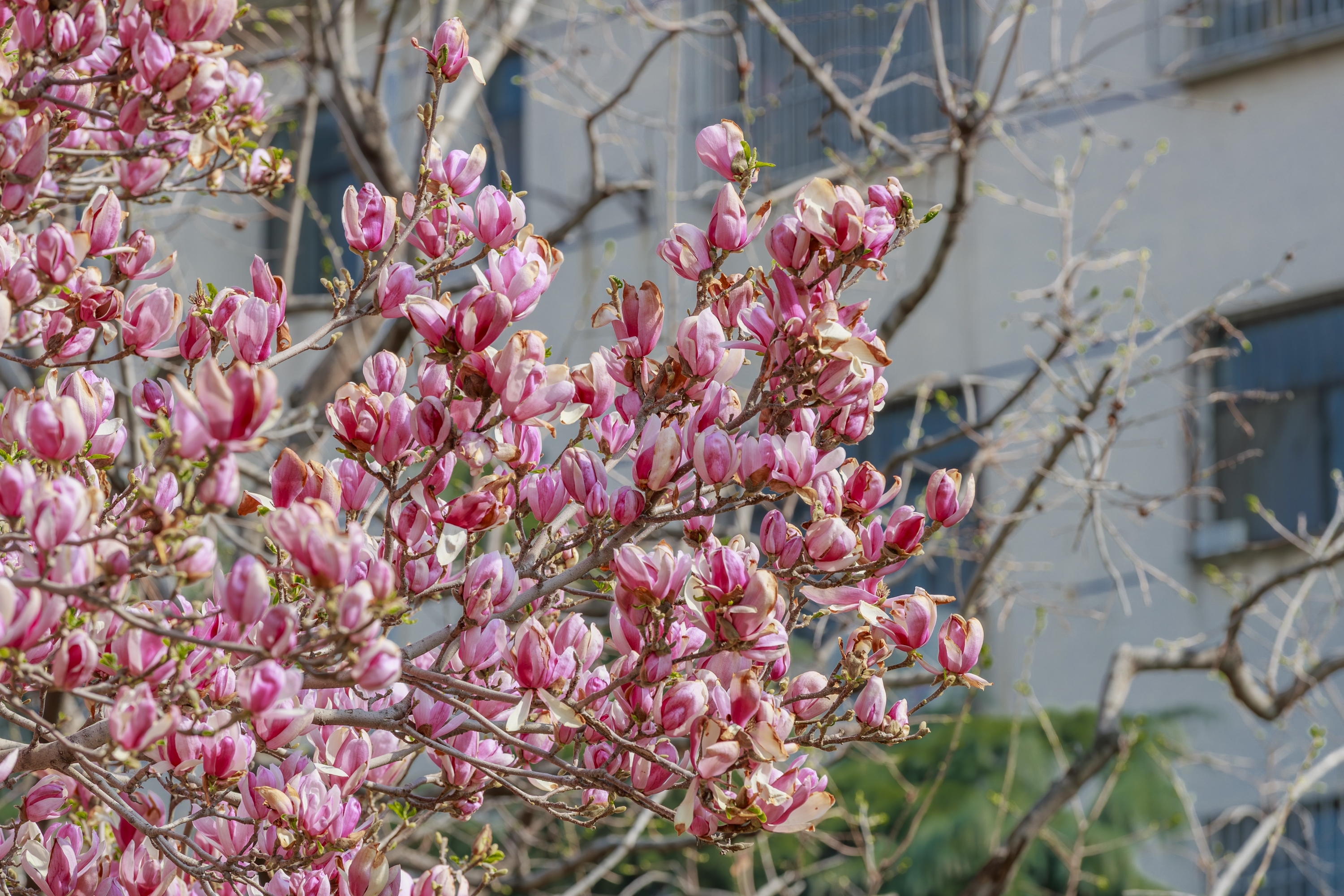 春季赏花何须东奔西走，你想要的汶上也有